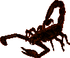 Spider Hatchling