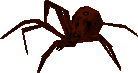 Spider Pupae