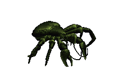 Rock Crab