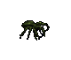Crab