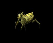 Mantis