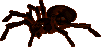 Nymphal Instar