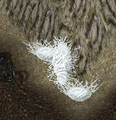 Thumbnail for version as of 14:34, 3 August 2026